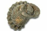 Wide Enrolled Morocops Trilobite - Morocco #323207-1